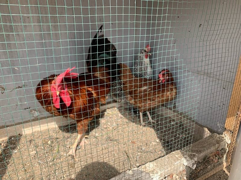 Egg laying, Desi and misri murgiyan 3