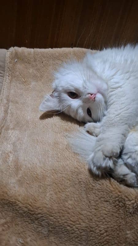 Beautiful Male Persian Cat for Sale – Healthy & Playful 1