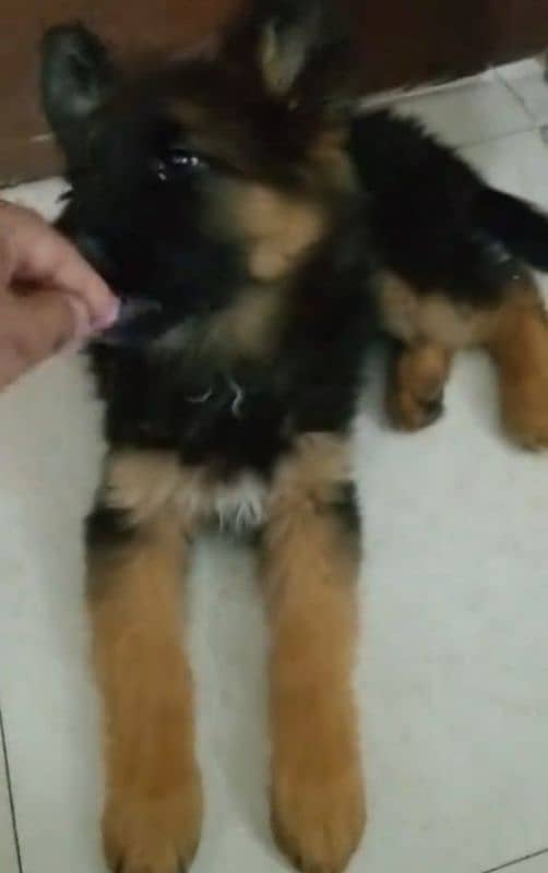 German shepherd Long Coat Male & Female puppy 03287625932WhatsApp 1