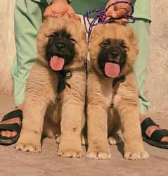 Turkish kangal pair male female age 75 days havey bone for sale