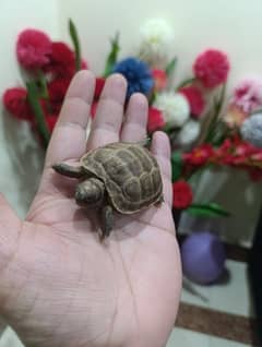 Russian tortoise with custom built beautiful house