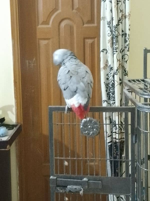 grey parrot male 8