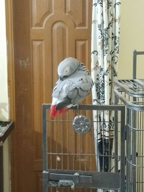 grey parrot male 9