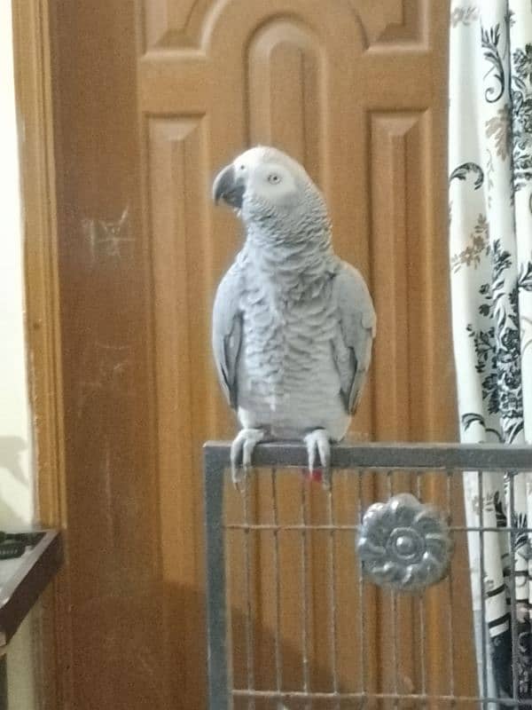 grey parrot male 12