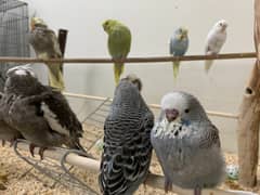 Budgies for Sale – Imported & Premium Crossbreeds