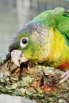 Violet green opaline  (Yellow Sided) Green Cheek Conure  0312-0088714