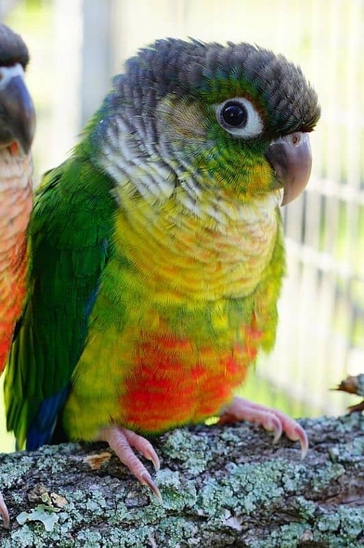 Violet green opaline  (Yellow Sided) Green Cheek Conure  0312-0088714 1