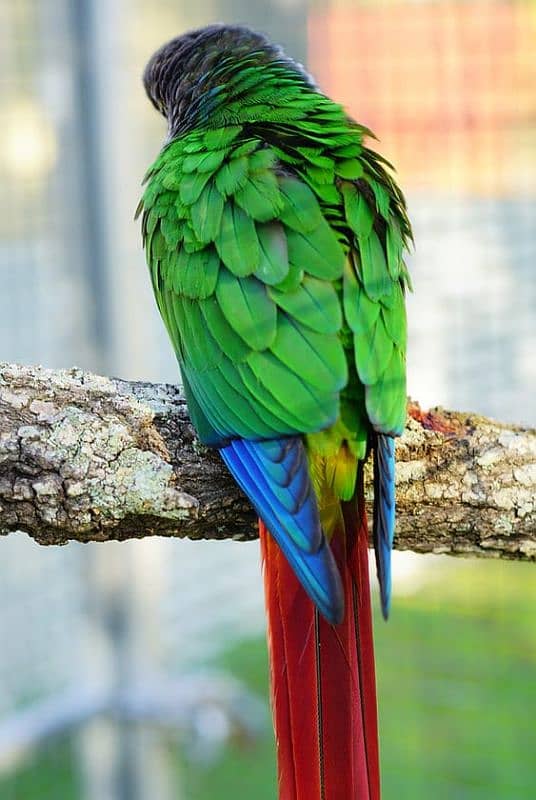 Violet green opaline  (Yellow Sided) Green Cheek Conure  0312-0088714 2