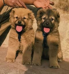 kurdish kangal | king kurdish kangal | kangal dog for sale