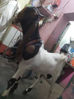 bakra