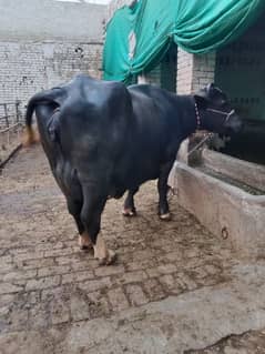 Neeli Ravi Buffalo taza soi sath katta