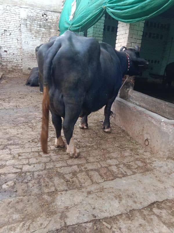 Neeli Ravi Buffalo taza soi sath katta 4