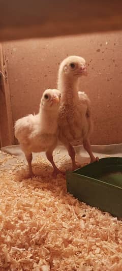 White O Shamo | King Size Shamo  |  Chicks | Shamo Pair | Hen For Sale