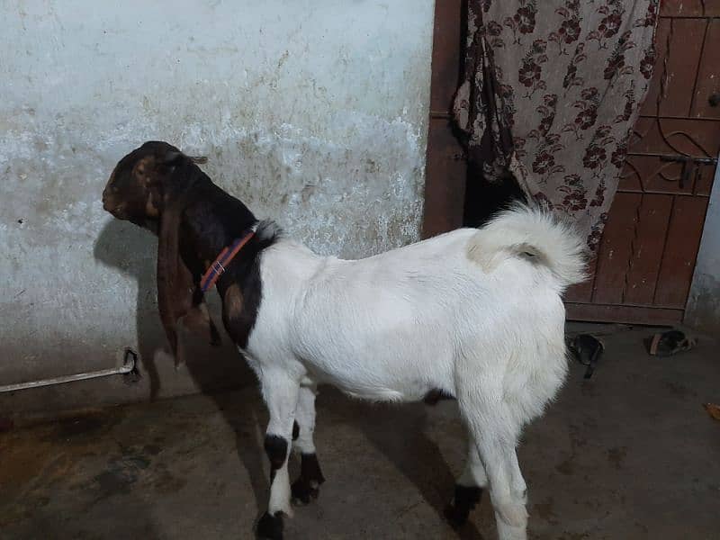 bakra 0