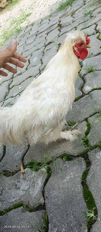 Silkie bantam (Male) 1