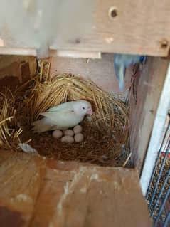 albaino red eye into pastelini parrots lovebird