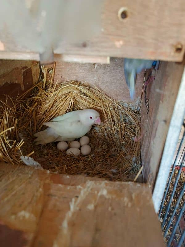 albaino red eye into pastelini parrots lovebird 0