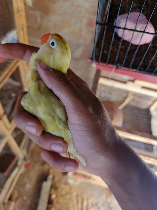 albaino red eye into pastelini parrots lovebird 1