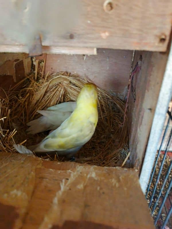 albaino red eye into pastelini parrots lovebird 3