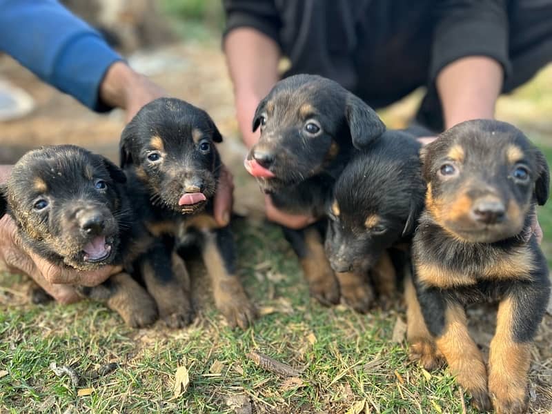 9 Doberman Puppies for sale 9