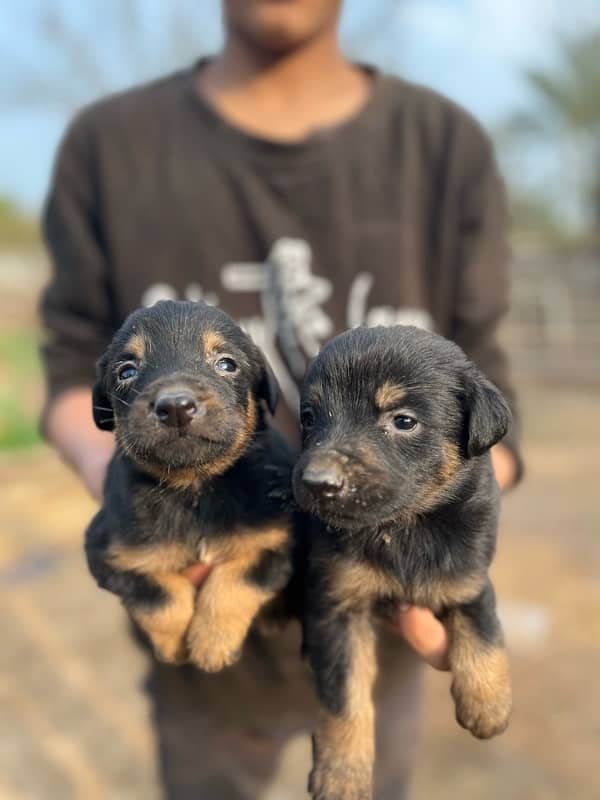 9 Doberman Puppies for sale 2