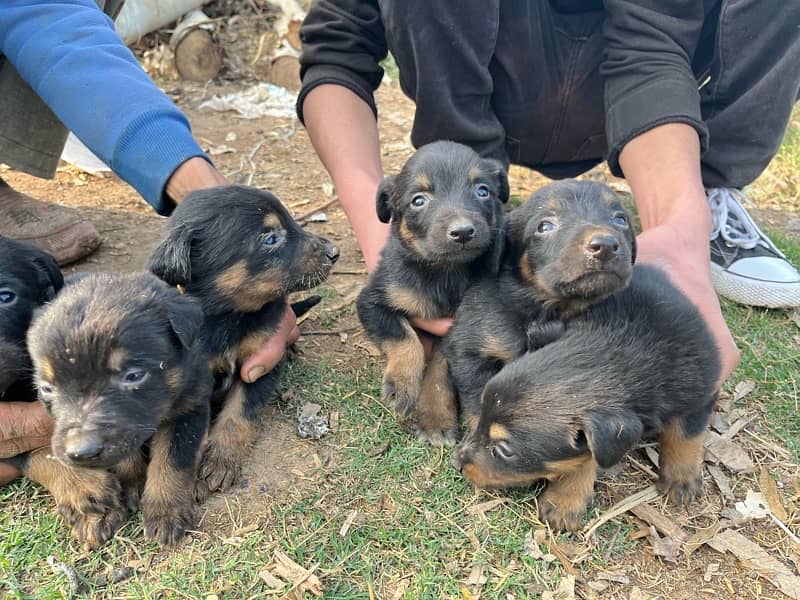 9 Doberman Puppies for sale 3