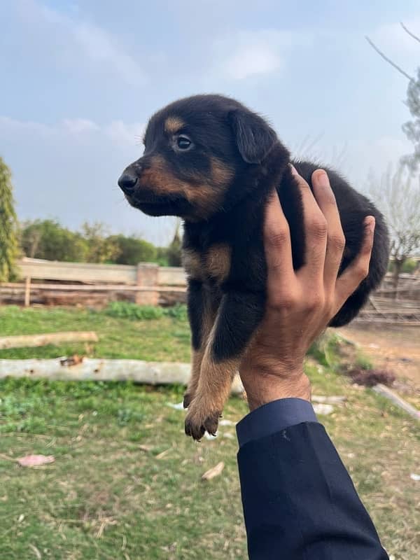 9 Doberman Puppies for sale 5