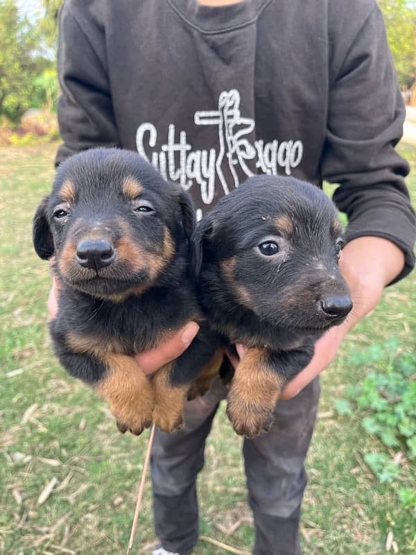 9 Doberman Puppies for sale 6