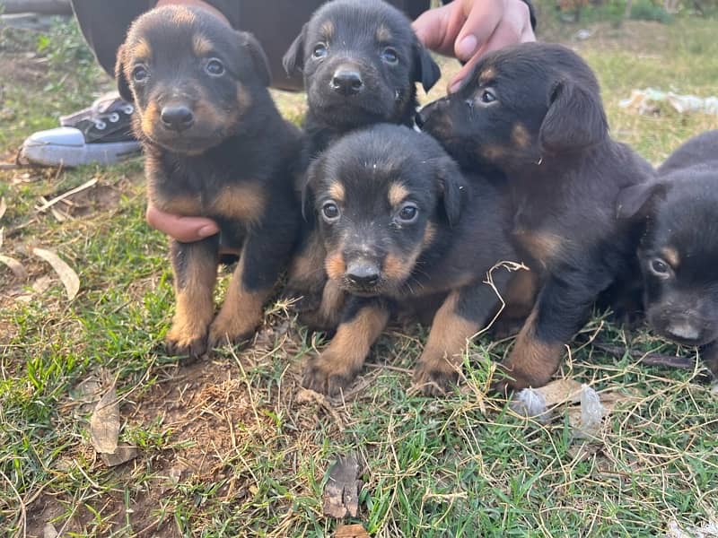 9 Doberman Puppies for sale 7