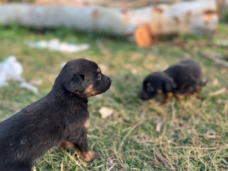 9 Doberman Puppies for sale 8