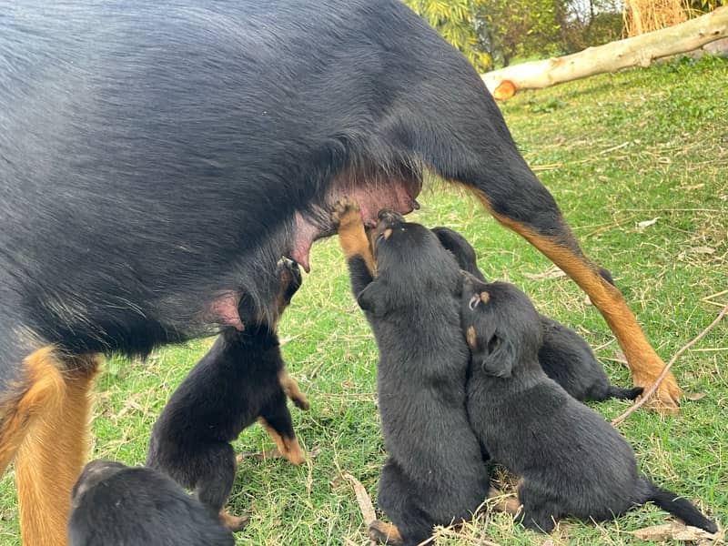 9 Doberman Puppies for sale 10