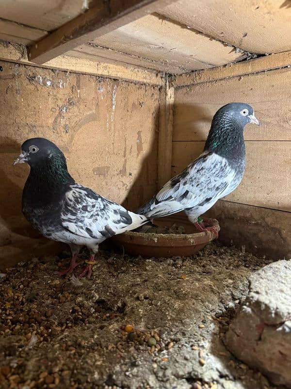 royal teedy breeder pair 2