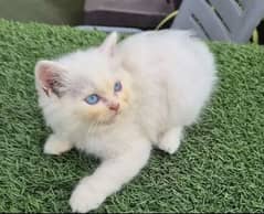 Persian kittens for sale 03126188317call wahtasp