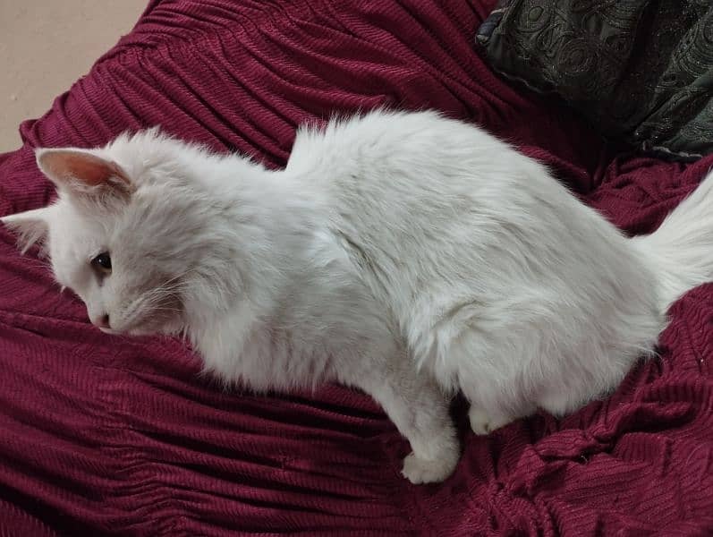 Persian white male cat. 2