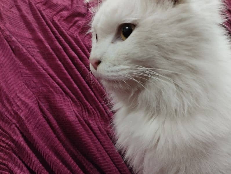 Persian white male cat. 4