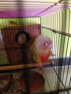 Pineapple Conure Pair