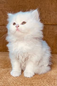 Persian Kitten