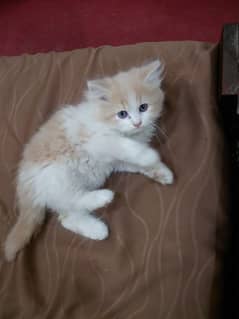 persian kitten fully triple coated semi punch face with gray eyes. . .