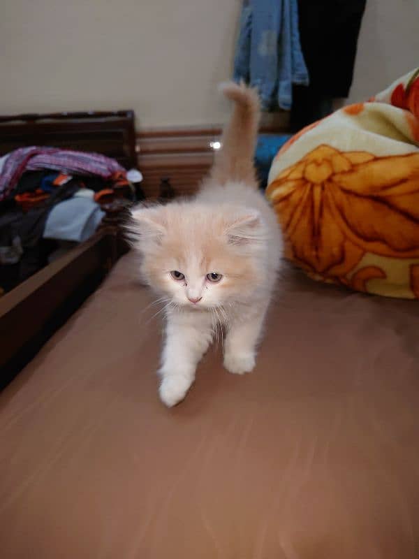 persian kitten fully triple coated semi punch face with gray eyes. . . 5