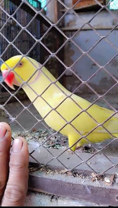 yellow ringneck tam Male