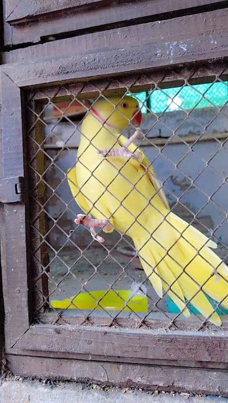 yellow ringneck tam Male 1