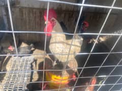 Golden misri  fayoumi and lohman brown hen pure fertile eggs