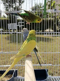 4 Australian parrot pairs of 2