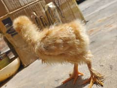 golden buff chicks for sale