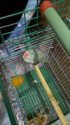 taimed raw parrot for sale resnable prize