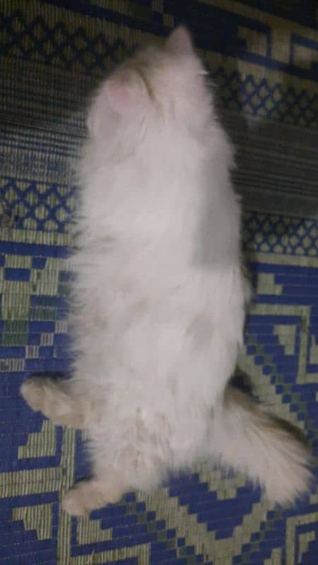 PERSIAN FEMALE CAT 2