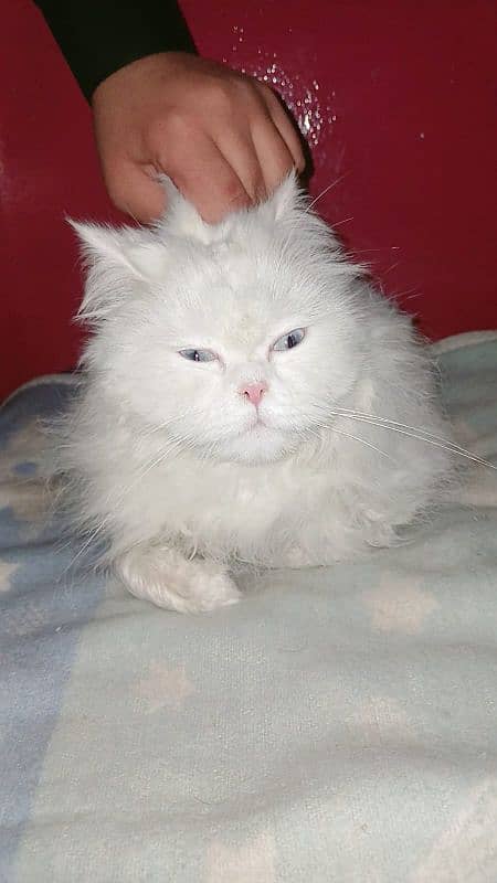 PERSIAN FEMALE CAT 4