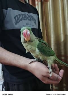 Raw Parrot