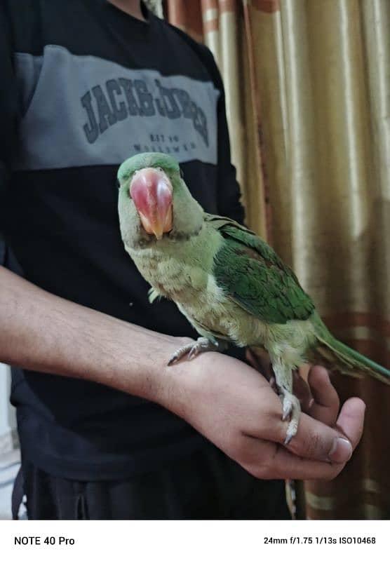 Raw Parrot 0