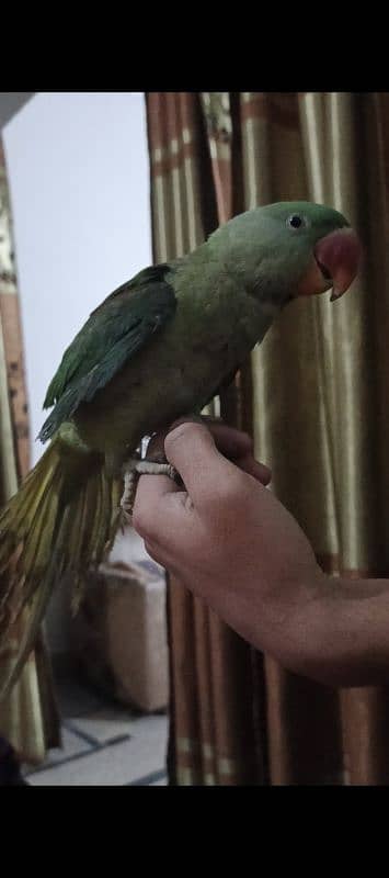 Raw Parrot 1